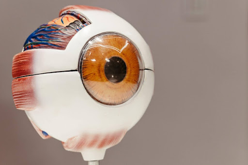 bionic eye for machine learning